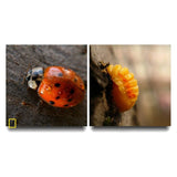 3 - in - 1 Wide Angle Macro Fisheye Camera Lens Kits for all Mobile Phone - Ripe Pickings